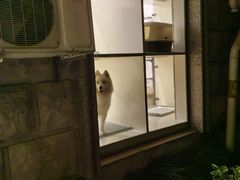 -Pets First伊珊娜洗护·精致美容·家庭式寄养(新会路店)