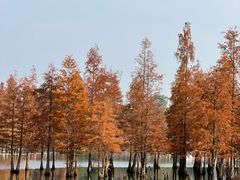 -白鹭湾湿地公园