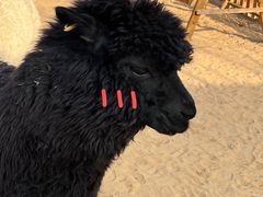 -郑州方特梦幻王国