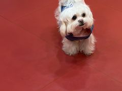 -和它·交个朋友·狗咖猫咖(爱琴海店)