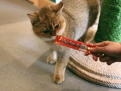 -飞行喵MR PILOT|猫舍·猫咖(静安大融城店)