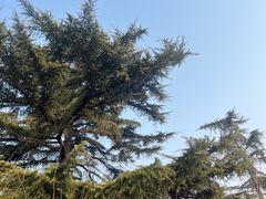 -紫荆山公园