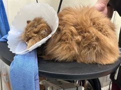 -美联众合动物医院·24h京西诊疗中心