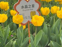 -荷兰花海
