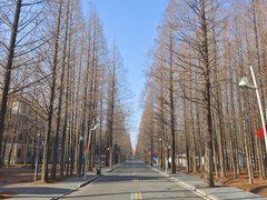 -日照海滨国家森林公园