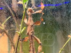 -上海大自然野生昆虫馆(东方明珠·爬宠昆虫探索中心)