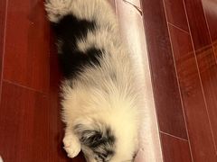 -四月宠物医院·猫专科·心脏专科·内科(转塘店)