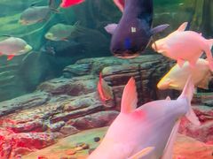 -上海海洋水族馆