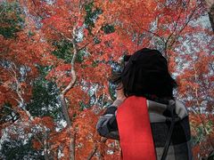 -秋霞圃