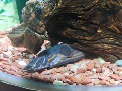 -上海海洋水族馆