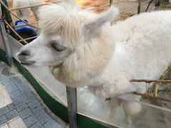 -上海大自然野生昆虫馆(东方明珠·爬宠昆虫探索中心)