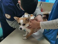 -奈斯宠物医院·核磁CT·异宠专科·内镜(中南店)