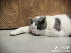 -Heymao猫咖.咖啡厅(东门店)
