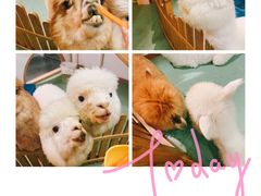 -藦茜花园宠物主题亲子互动体验馆(国顺东路店)