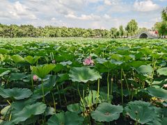 -长春市南湖公园