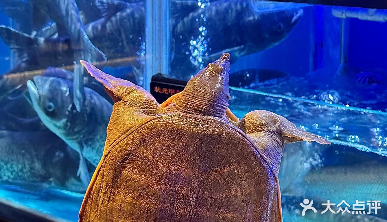 深圳美食新发现，男友带我见了世面😎