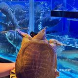 深圳美食新发现，男友带我见了世面😎