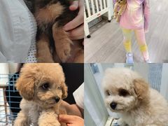 -萌宠之家·腊肠犬·马尔泰·小体犬舍