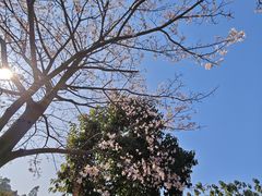 -东莞植物园