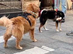 -溪岸路花鸟市场