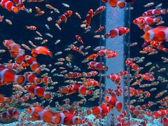 -海合安成都极地海洋公园