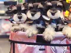 -萌兽医馆·眼科·异宠专科(三里屯店)