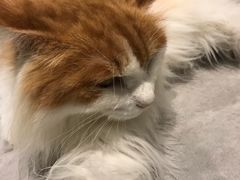-猫儿山۰猫主题餐厅