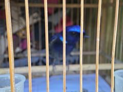 -中环花鸟鱼虫市场