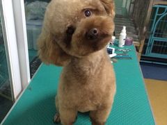 -喵宠乐园·撸猫互动·猫舍