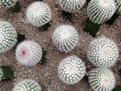 -南山植物园