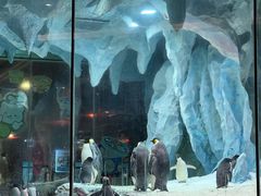 -帝企鹅自助餐厅•儿童岛•真企鹅(长隆企鹅酒店)