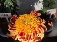 -杭州植物园