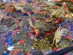 -川骄海鲜自助(河东店)