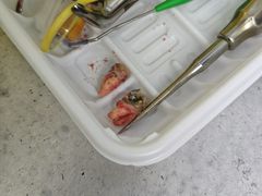 -上海市杨浦区牙病防治所