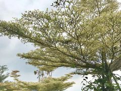 -优游吧斯邹族文化部落