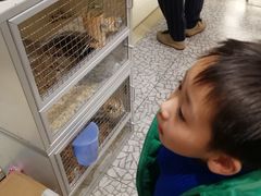 -momokira米努特·德文卷毛猫·棉花面纱犬
