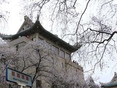 -武汉大学-樱园