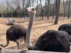 -大连森林动物园