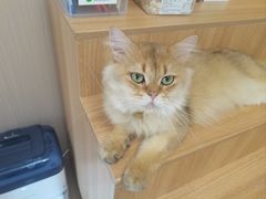 -唐小姐の私宠·宠物洗护美容·撸猫馆·购宠(周浦万达旗舰店)