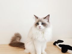 -有喵·猫咖·狗咖·30几只猫10只小狗(岗厦店)