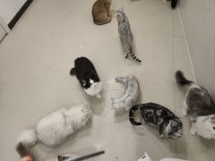 -共舞时光猫咖·狗咖(新街口店)