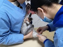 -宠颐生贝利健动物医院(谢家湾分院)