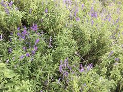 -静之湖湖畔餐厅