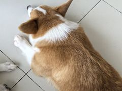 -怪兽屋·羊驼·猫咖·狗咖(俊华广场店)