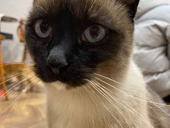 -蓝鲸·缅因猫舍