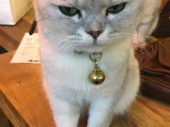 -李小姐の猫咖啡馆(五角场店)