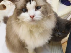 -COLOR PETS 撸猫馆·购猫·猫咖(长风大悦城店)
