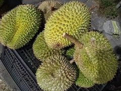 -Durian Shop
