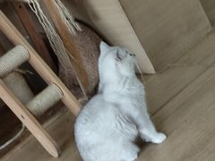 -是阿柴呀！柴犬咖啡·爱喵喵猫咖