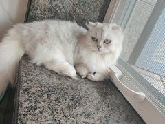 -喵喵咪呀布偶猫咖(春熙路店)